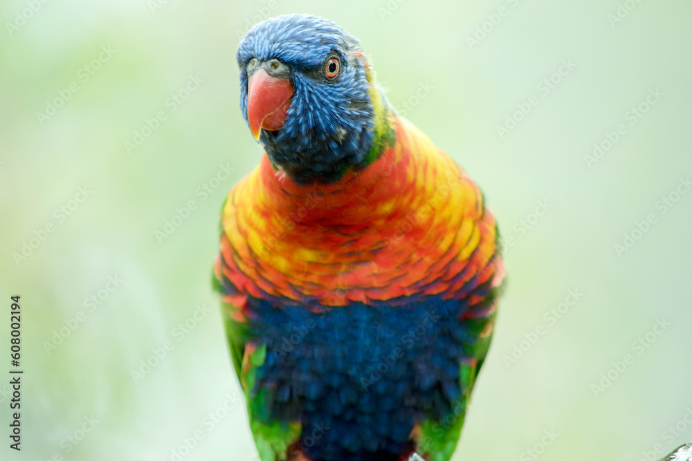 this is a close up of a rainbow lorikeet