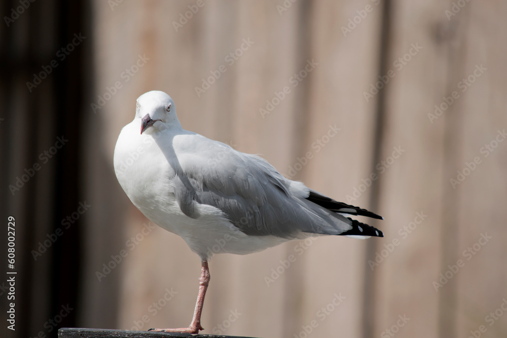 Fototapeta premium the seagull is standing on one leg