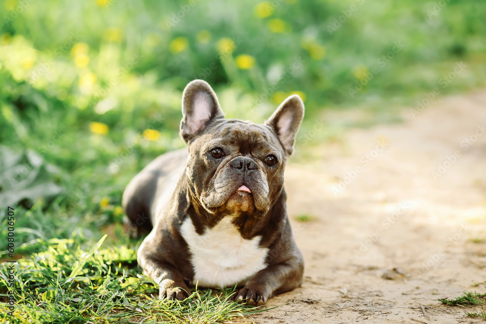 Cute dog french bulldog breed sitting in the park. Pet squints on a walk in summer