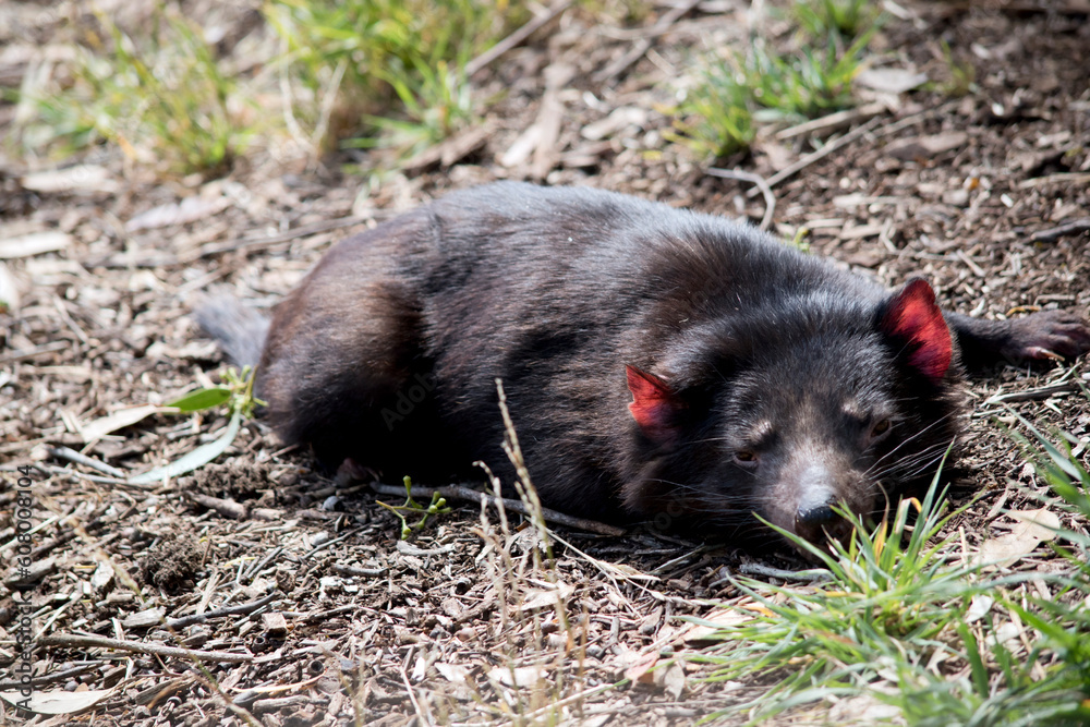 the tasmanian devil is resting in the grass the tasmanian devil is resting in the grass