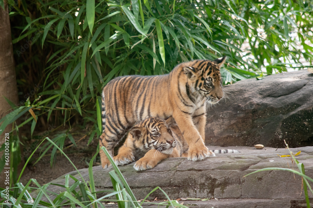 Tiger cubs are born small, blind, and weak. They're born with all their stripes and drink their mother's milk until they are six months old and then only eat meat.