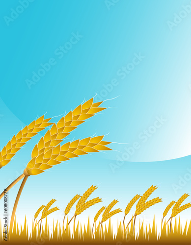 An image of a wheat field.