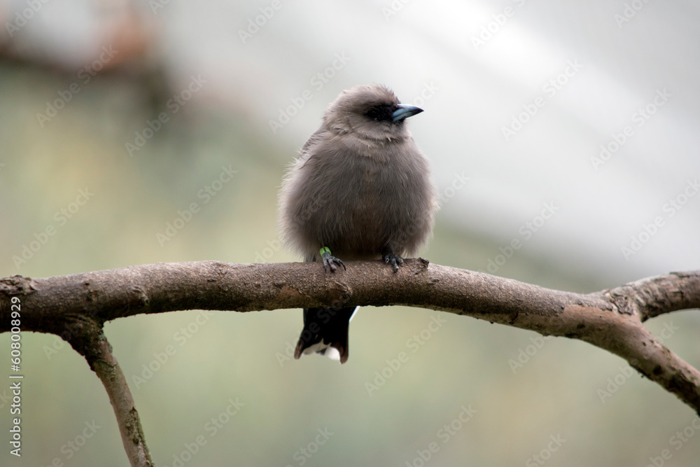 the woodswallow is perched on a twig
