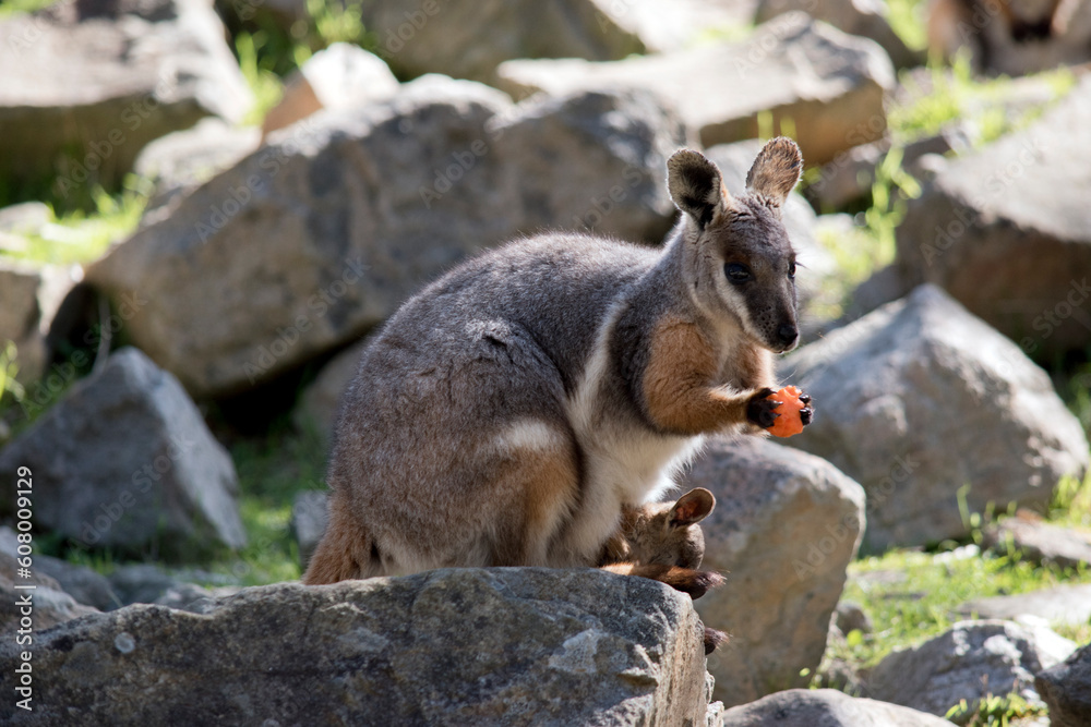 Obraz premium the yellow footed rock wallaby has a joey in her pouch