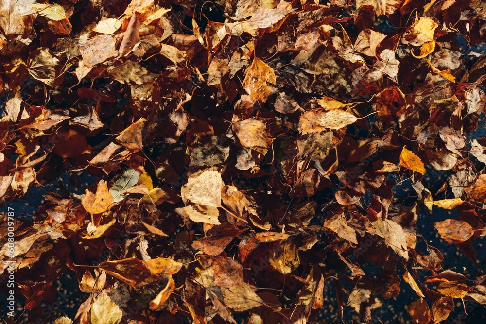 abstract dried leaves background, close-up view abstract dried leaves background, close-up view