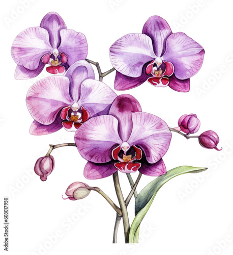 Obraz na plátně Beautiful purple Phalaenopsis orchid flowers