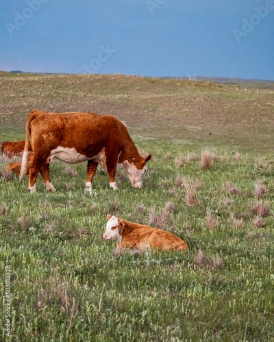 Hereford calf and mama on summer pasture