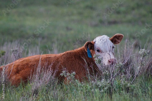 Hereford Calf resting in summer pasture