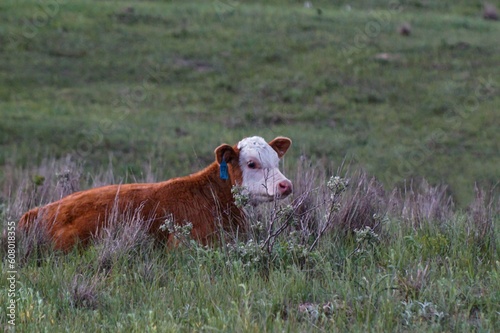 Hereford resting in summer pasture