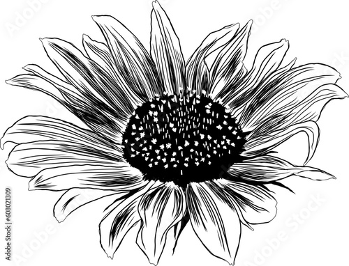 Outline Sunflower Flower with Leaves. Black and White artistic Hand Drawing Floral Illustration. Sketch Drawn Element. Vector Illustration Isolated on White.