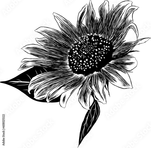 Outline Sunflower Flower with Leaves. Black and White artistic Hand Drawing Floral Illustration. Sketch Drawn Element. Vector Illustration Isolated on White.