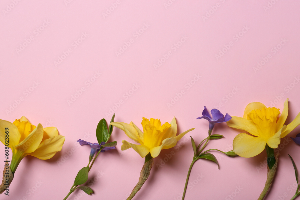 Fototapeta premium Beautiful yellow daffodils and blue periwinkle flowers on pink background, flat lay. Space for text