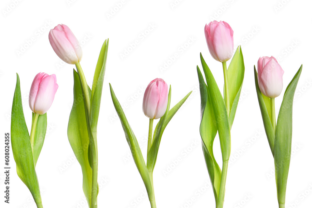 Collage with beautiful tulips on white background Collage with beautiful tulips on white background