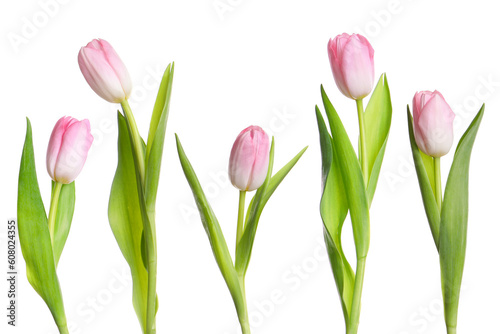 Collage with beautiful tulips on white background