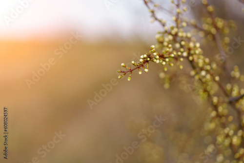 Small flowers in early spring on a fruit tree with selective focus, toned. Spring background with copy space