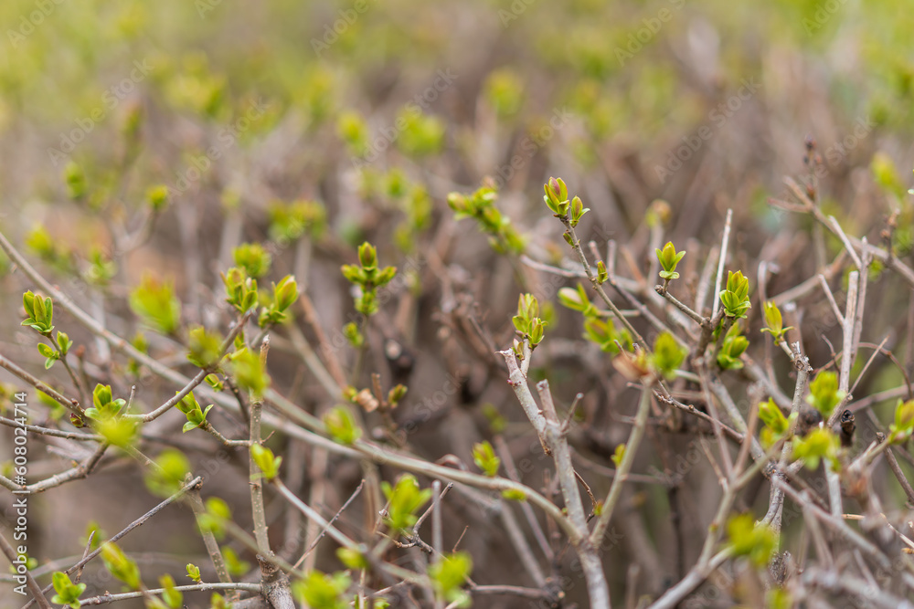 Bushes in early spring. Greening the city. Background with selective focus and copy space Bushes in early spring. Greening the city. Background with selective focus and copy space