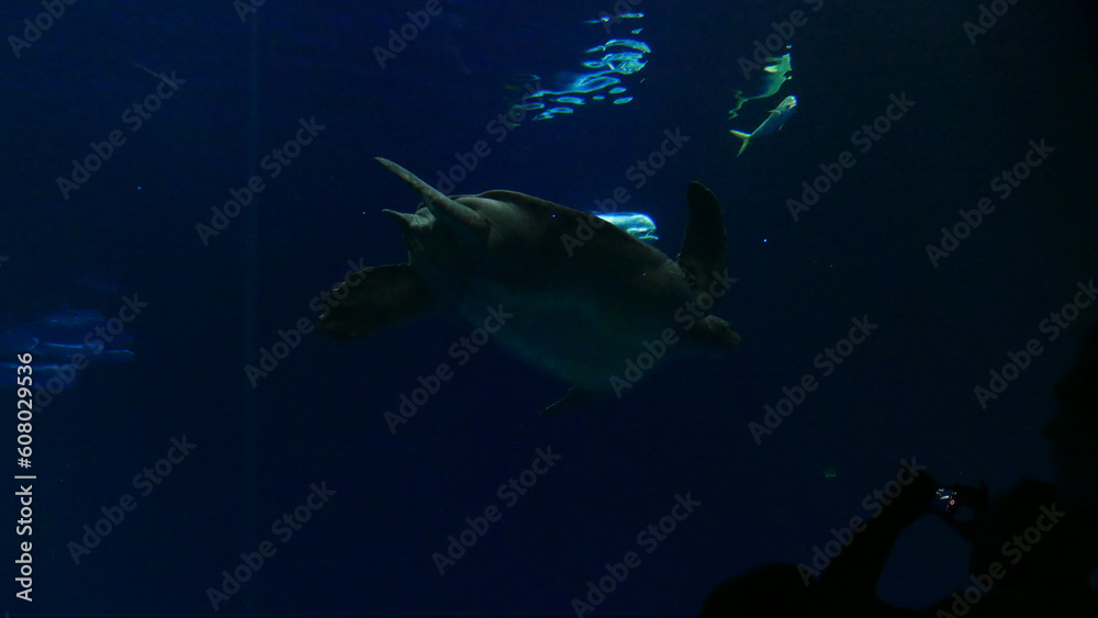 Beautiful view of the aquarium exhibition