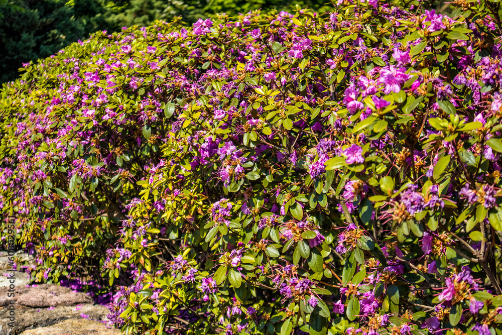 Blooming rhododendrons in the garden Blooming rhododendrons in the garden