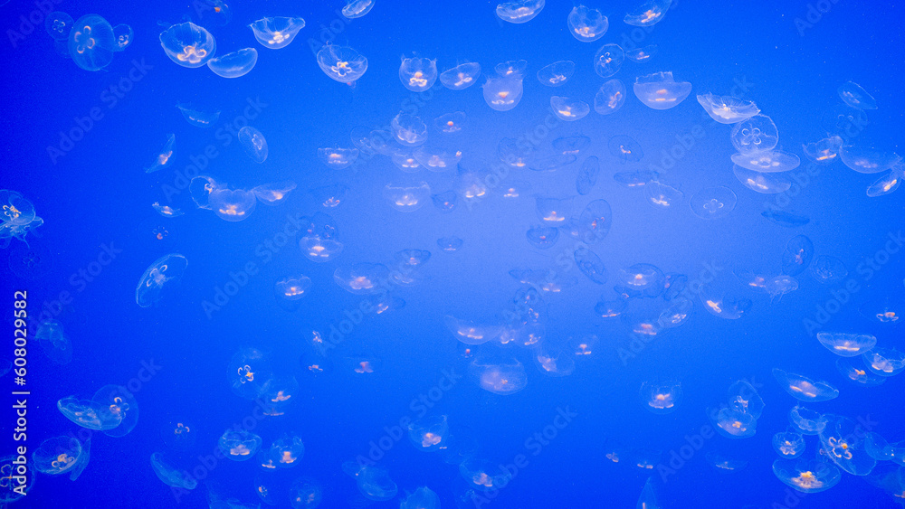 Beautiful jelly fish in blue water