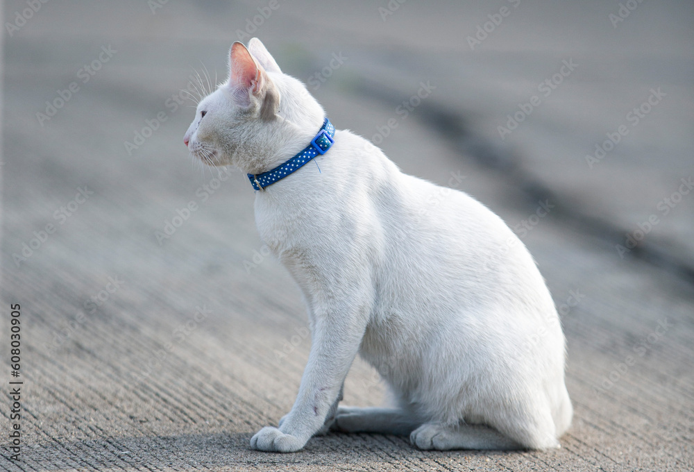 Thai white cat with blue collar sitting on the ground at outdoor Thai white cat with blue collar sitting on the ground at outdoor