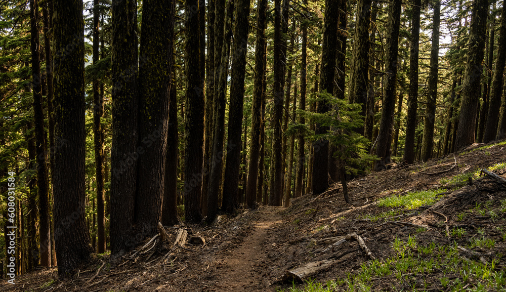 Fototapeta premium Small Tree Stands Next to Narrow Trail Through Dark Forest