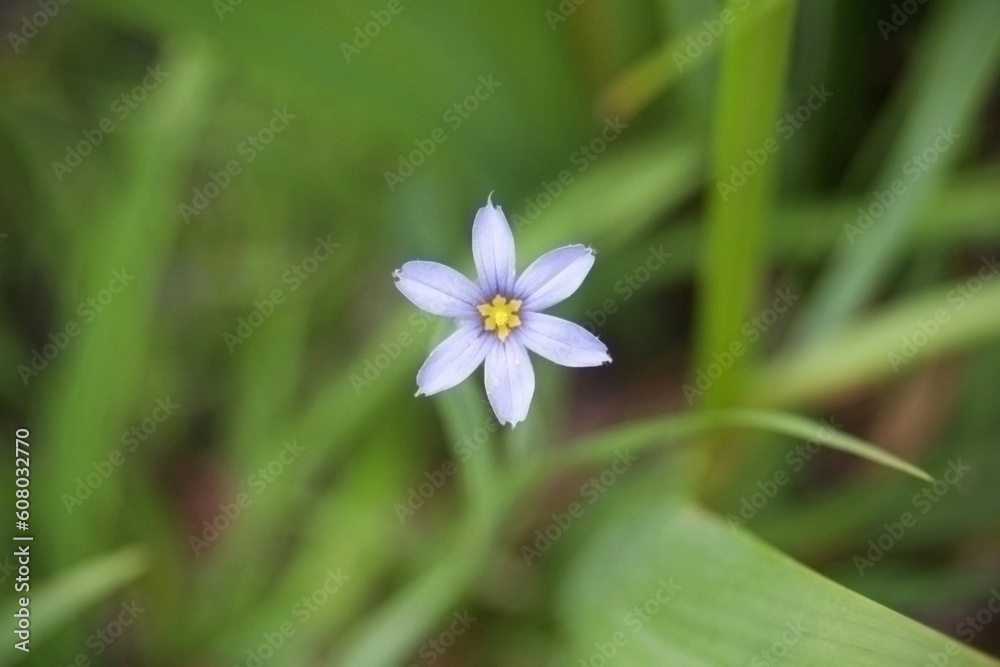 dreamy small native wildflower blue-eyed grass floating above soft green foliage background with copy-space dreamy small native wildflower blue-eyed grass floating above soft green foliage background with copy-space