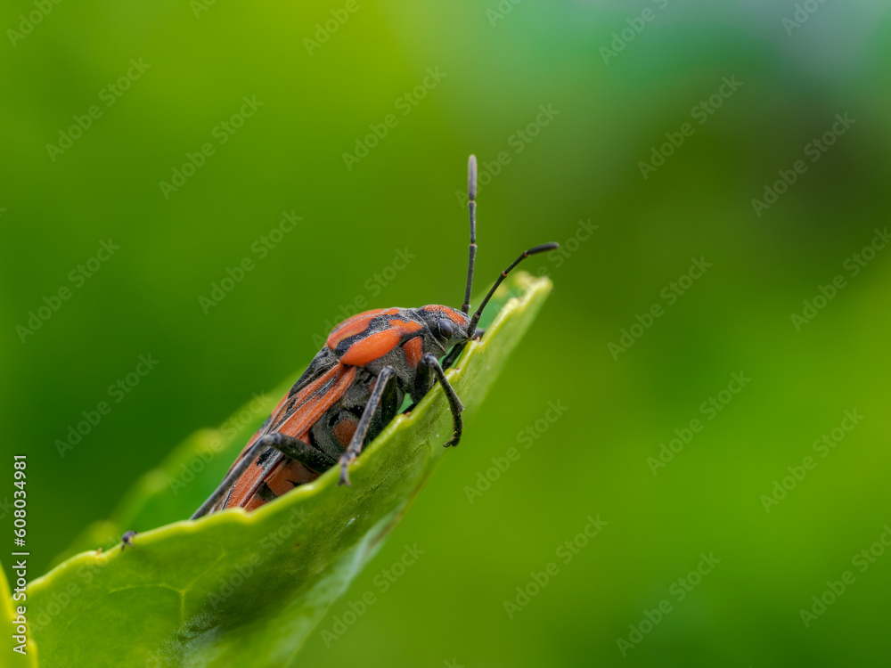 Macro de un insecto en el bosque