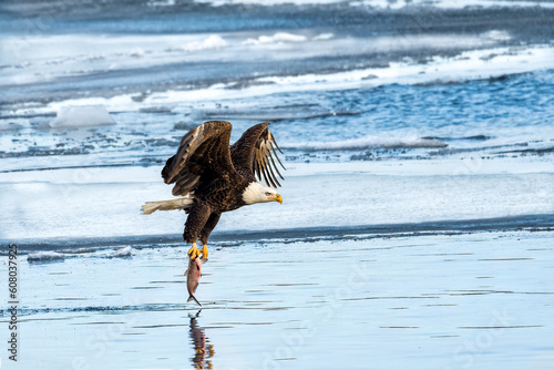 bald eagle carried off fish