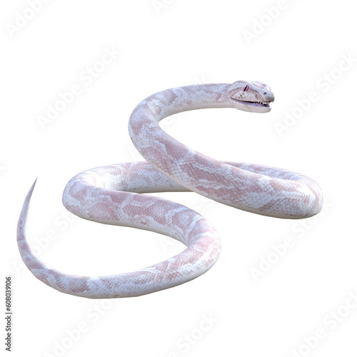 snake on a white