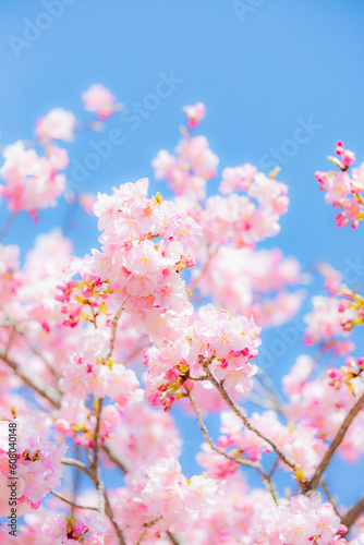 早咲きの河津桜のクローズアップ  © 田村広充
