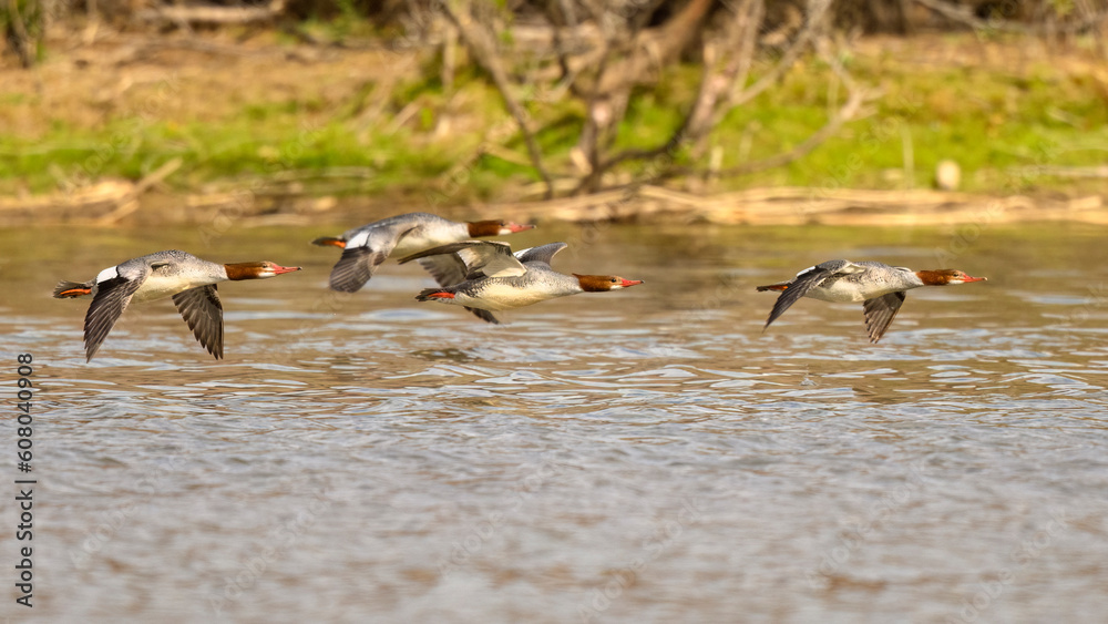 Photograph of a flock of Common Merganser Photograph of a flock of Common Merganser
