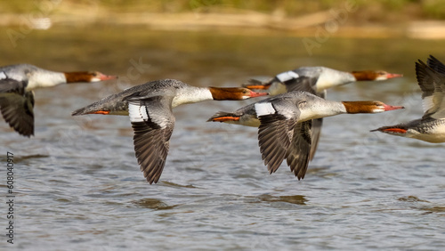 Photograph of a flock of Common Merganser photo