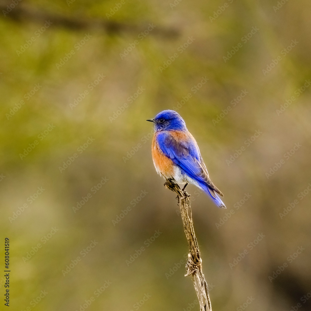 Photograph of a Western Bluebird