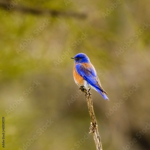 Photograph of a Western Bluebird © Christopher