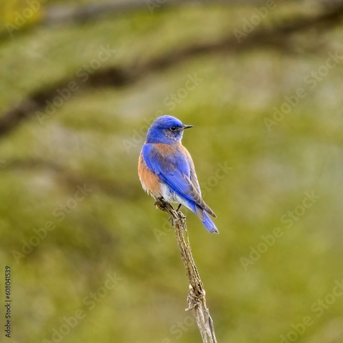 Photograph of a Western Bluebird