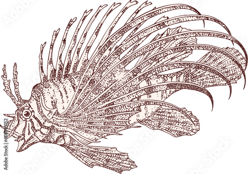 Fish zebra Pterois volitans vector
