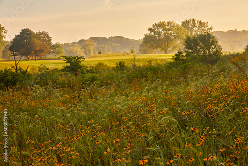Fototapeta Naklejka Na Ścianę i Meble -  Field of wild orange flowers at sunrise on a golf course near Minneapolis Minnesota