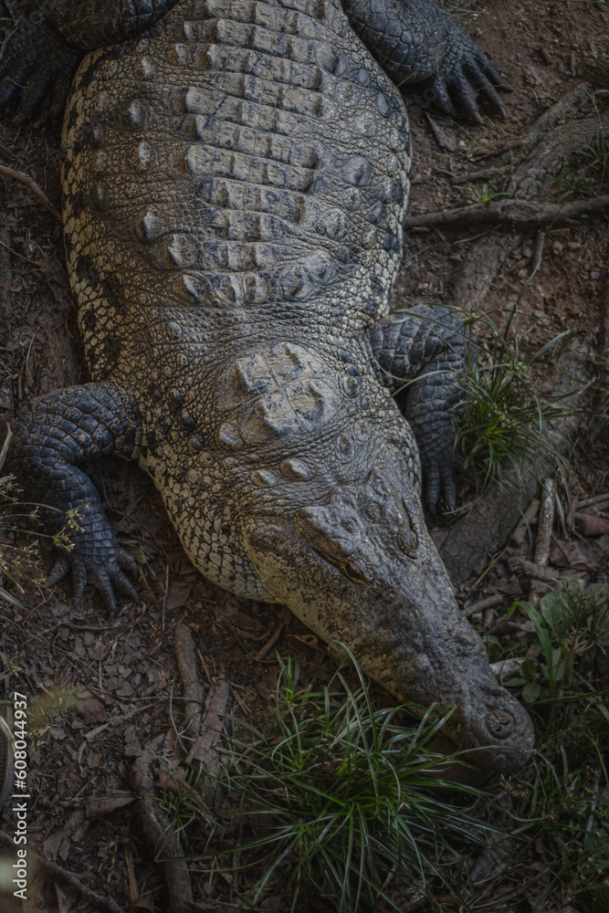 Obraz premium alligator in the everglades