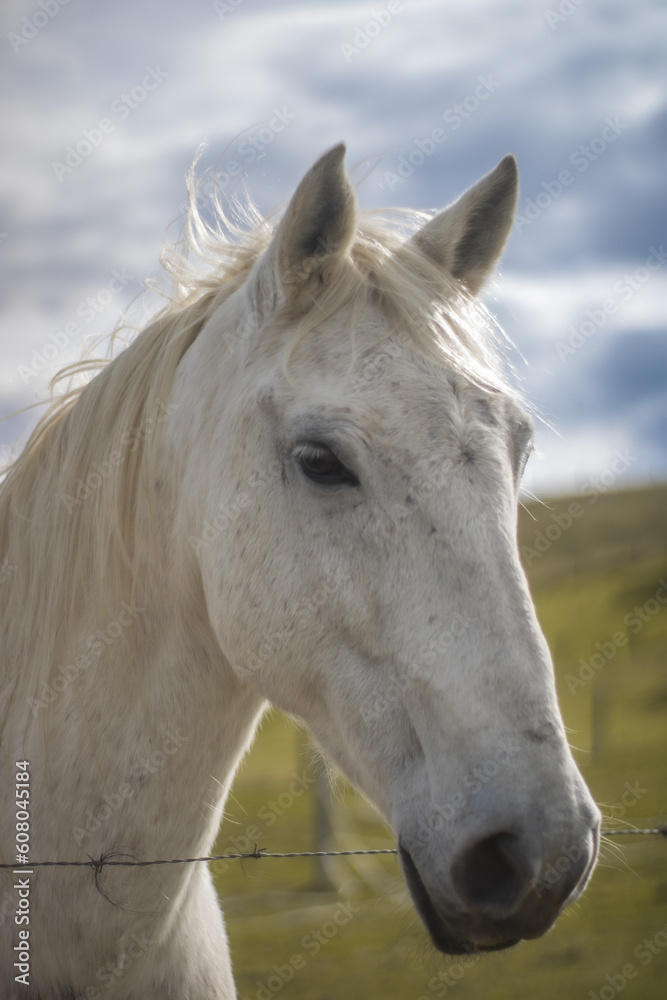 Obraz premium white horse portrait