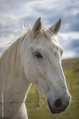 white horse portrait