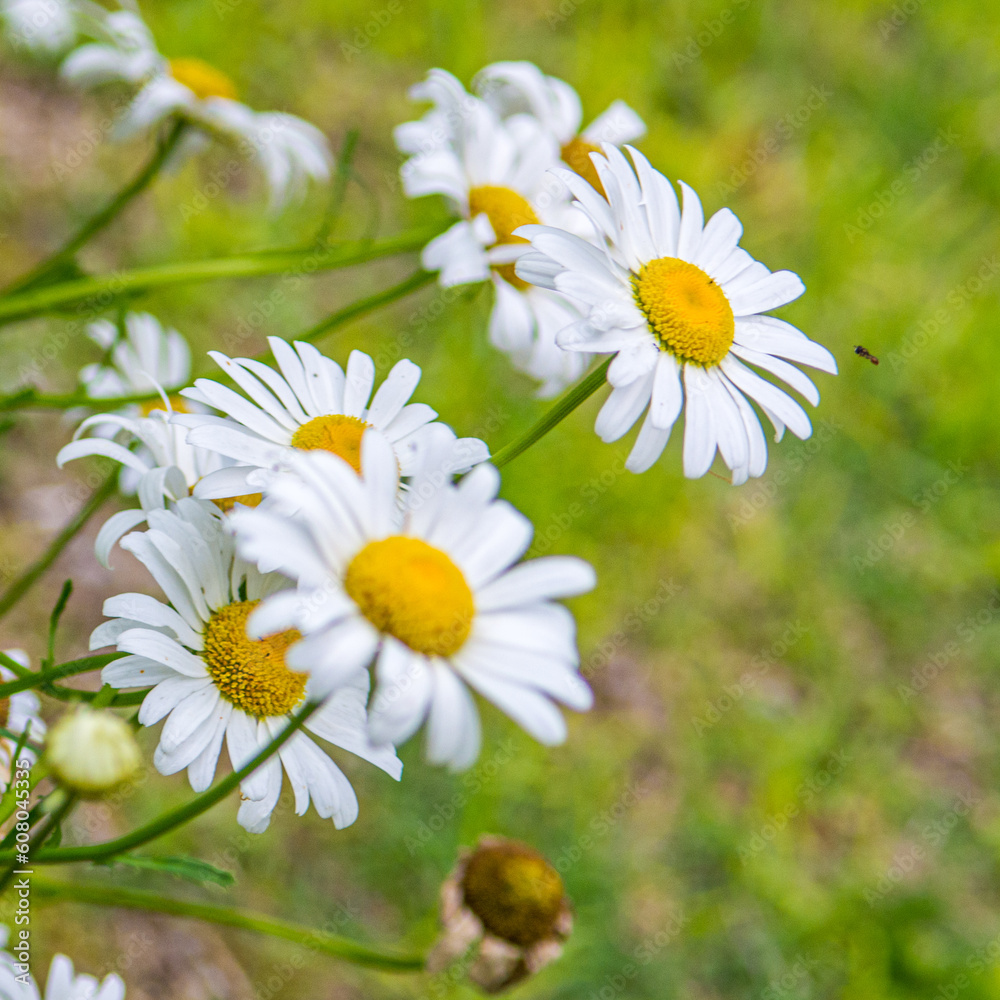 Fototapeta premium daisies in a garden
