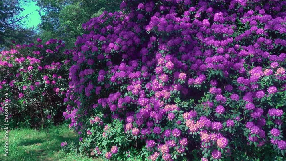 Close up of Rhododendron flowers on a sunny day in spring Close up of Rhododendron flowers on a sunny day in spring