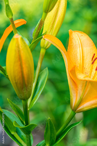 detail of yellow flower and buds in garden