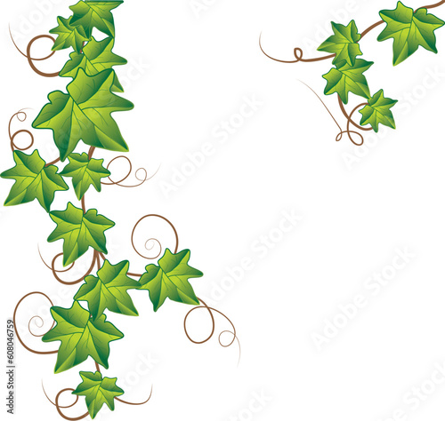 Green ivy. Vector Illustration     Green ivy. Vector Illustration