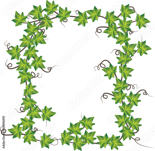Green ivy. Vector Illustration     Green ivy. Vector Illustration
