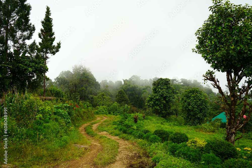 Obraz premium Mountain Forest Background at Lungchok