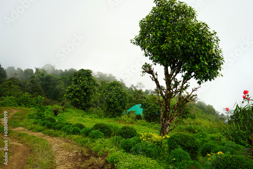 Greenery Background of Mountain Forest at Lungchok photo