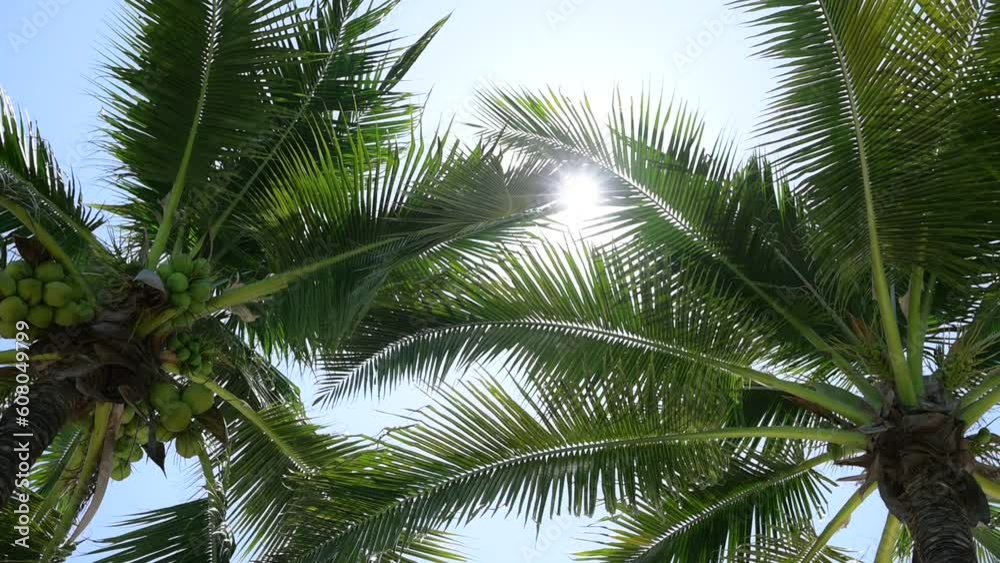 leaf of coconut trees flutter slow motion on blue sky, beautiful natural background leaf of coconut trees flutter slow motion on blue sky, beautiful natural background