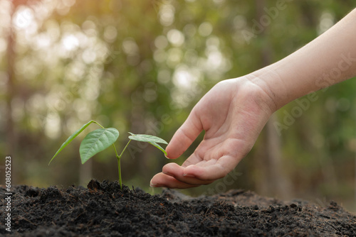 hands holding plant with soil.World environment day and sustainable environment concept. Woman hands planting seedlings on the ground . ecology. Teamwork protecting and reduce global warming earth.