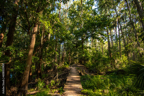 Bridge crossing in the forest while hiking and exploring the beautiful forest at Shingle Creek in Kissimmee just south of Orlando, Florida